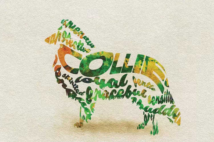 Collie by Ayse Deniz Akerman wall art