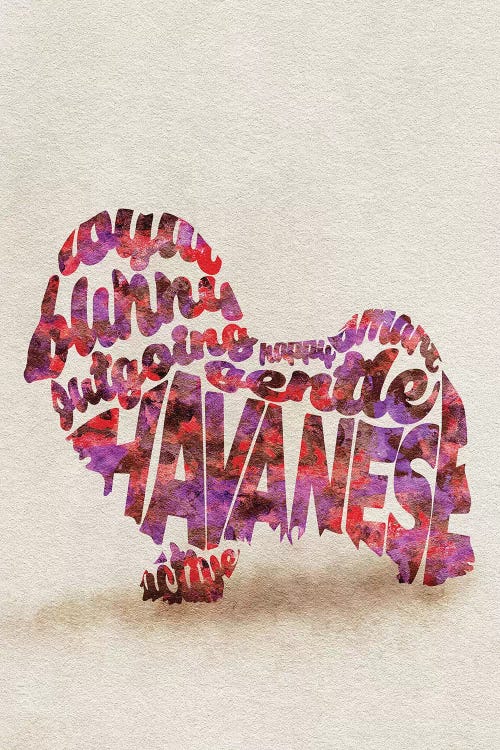 Havanese by Ayse Deniz Akerman wall art