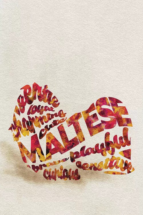 Maltese by Ayse Deniz Akerman wall art