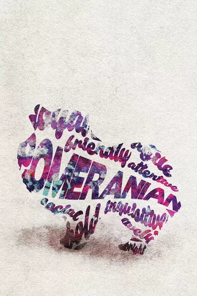 Pomeranian by Ayse Deniz Akerman canvas print