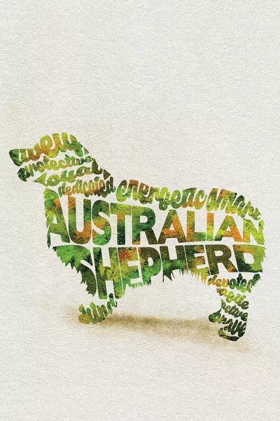 Australian Shepherds: Australian Shepherd by Ayse Deniz Akerman