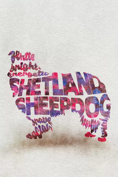 Shetland Sheepdogs: Shetland Sheepdog by Ayse Deniz Akerman