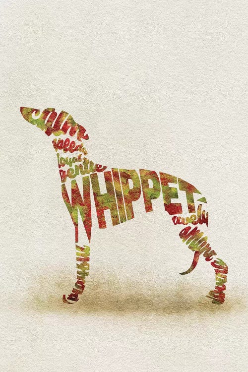 Whippet