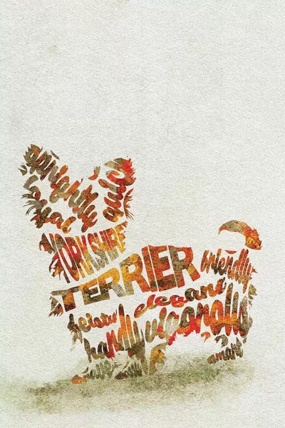 Yorkshire Terriers: Yorkshire Terrier by Ayse Deniz Akerman