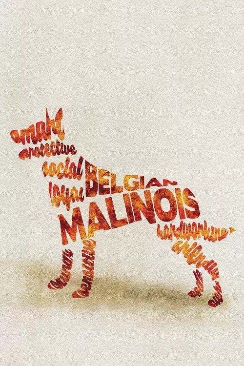 Belgian Malinois