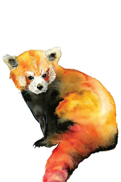 Red Pandas: Red Panda by ANDA Design