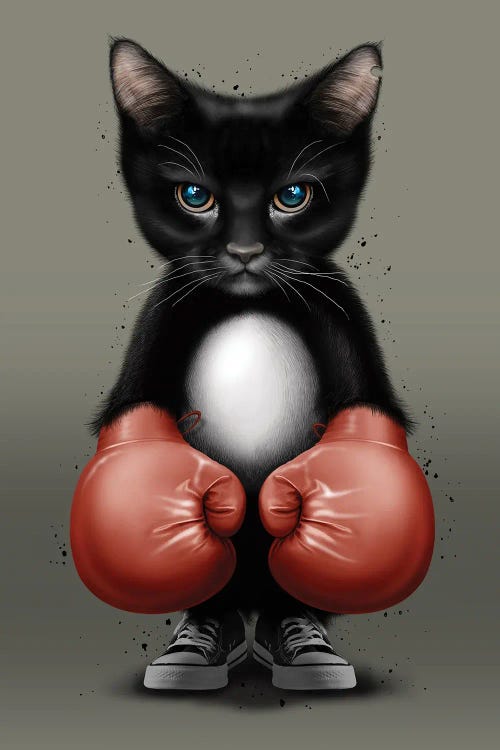 Cat Boxer 2017