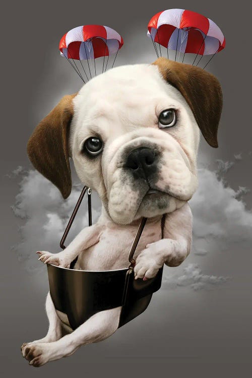 Parachute Dog by Adam Lawless wall art