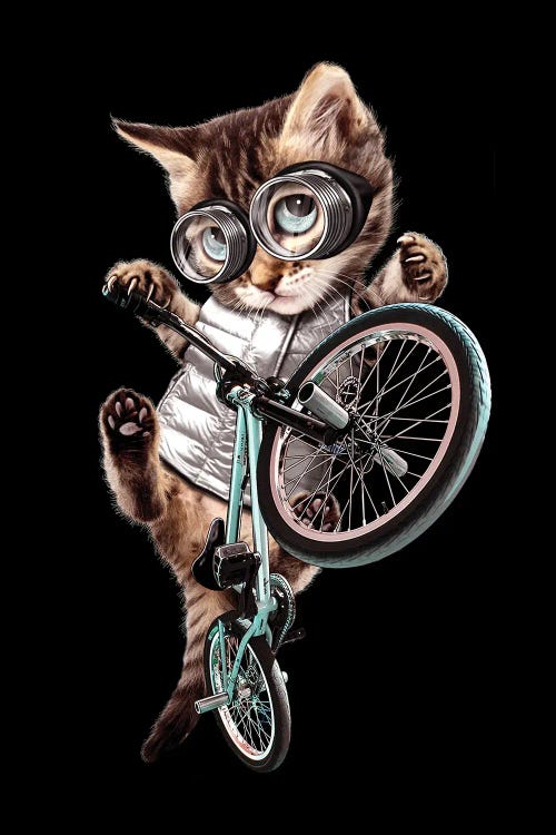 BMX Cat