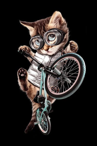 Bicycles: BMX Cat by Adam Lawless