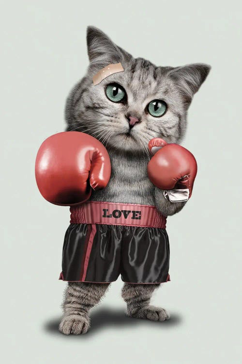 Boxing Cat