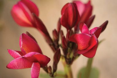 Guadalupe Fernandez Plumeria, Multi-Colored Flower From Yucatan by Aged Pixel canvas print