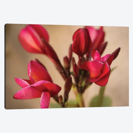 Guadalupe Fernandez Plumeria, Multi-Colored Flower From Yucatan Canvas Print #ADP2936} by Aged Pixel Canvas Print