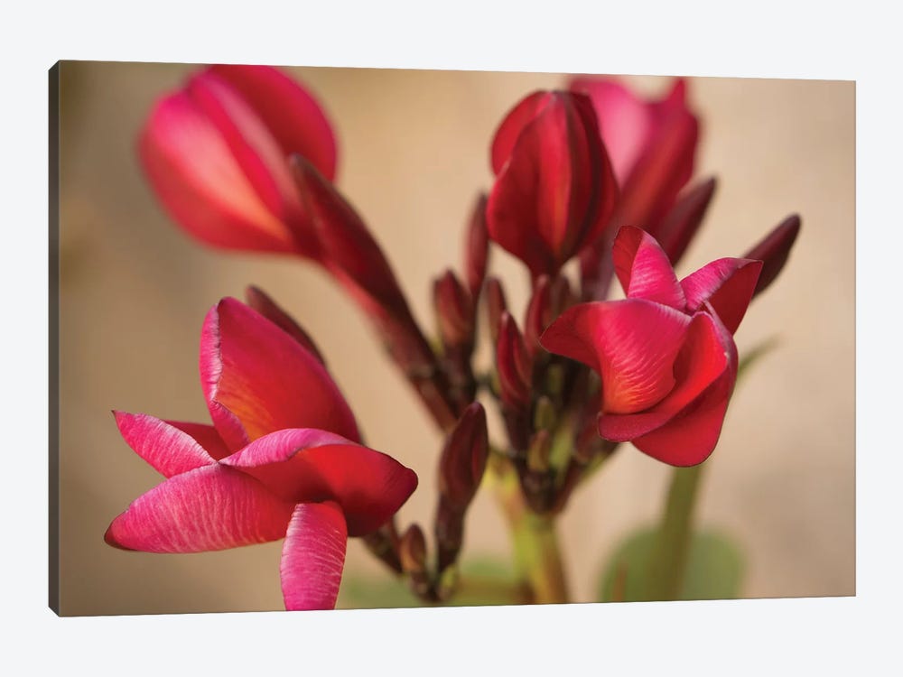 Guadalupe Fernandez Plumeria, Multi-Colored Flower From Yucatan by Aged Pixel 1-piece Canvas Print