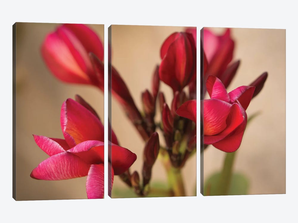 Guadalupe Fernandez Plumeria, Multi-Colored Flower From Yucatan by Aged Pixel 3-piece Canvas Print