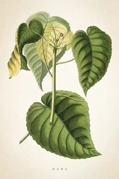 Hura Botanical Print by Aged Pixel canvas print
