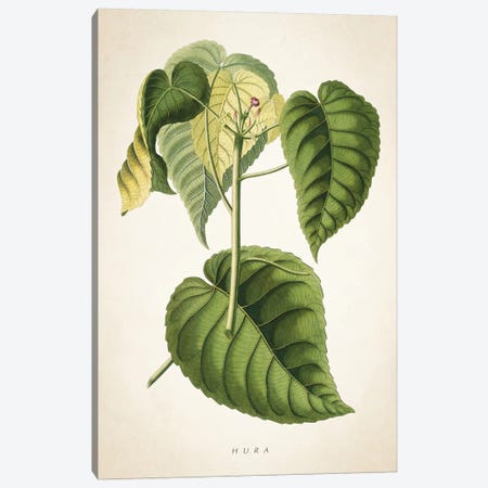Hura Botanical Print Canvas Print #ADP2959} by Aged Pixel Canvas Art