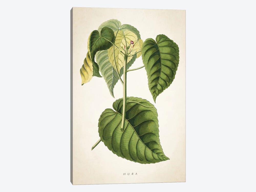 Hura Botanical Print by Aged Pixel 1-piece Canvas Wall Art