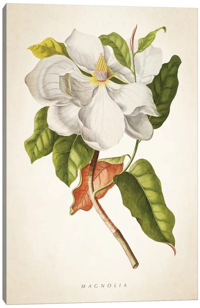Magnolia Botanical Print I Canvas Art Print - Aged Pixel
