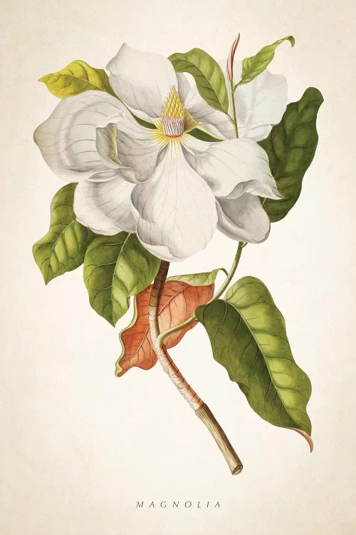 Magnolia Botanical Print I