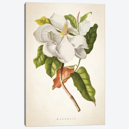 Magnolia Botanical Print I Canvas Print #ADP3038} by Aged Pixel Canvas Artwork