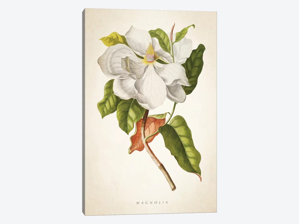 Magnolia Botanical Print I by Aged Pixel 1-piece Canvas Print