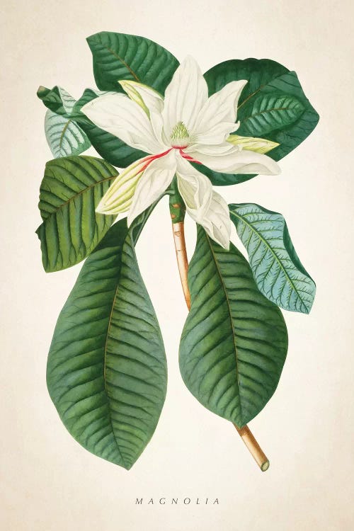 Magnolia Botanical Print II