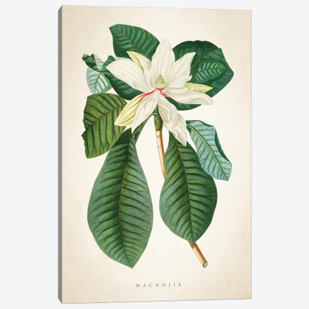 Magnolia Botanical Print II Canvas Print #ADP3039} by Aged Pixel Canvas Wall Art