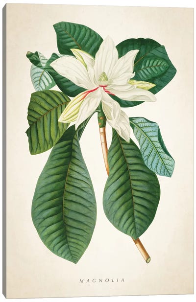 Magnolia Botanical Print II Canvas Art Print - Magnolia Art