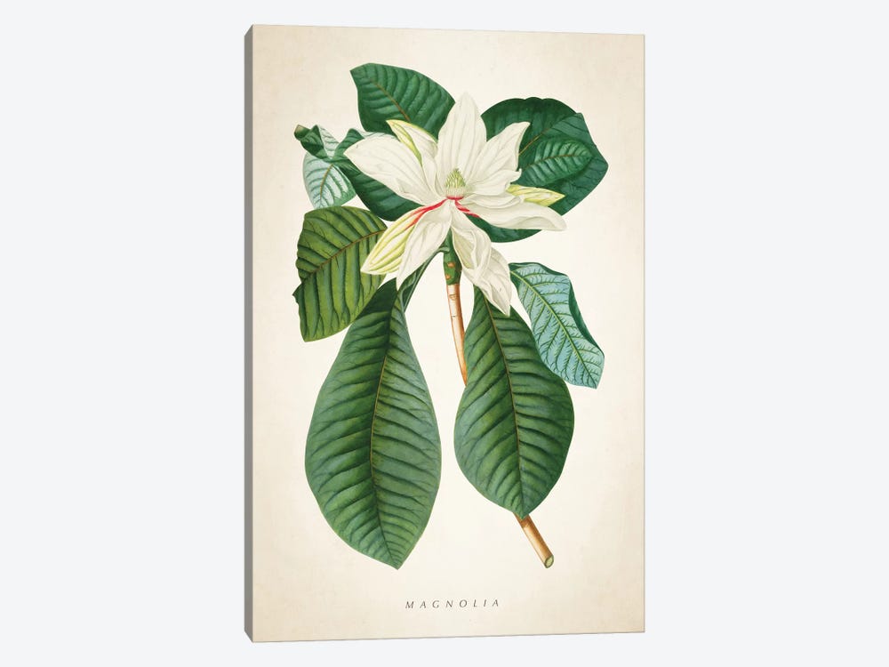 Magnolia Botanical Print II by Aged Pixel 1-piece Canvas Artwork