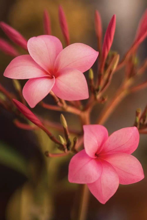 Pink Flowers