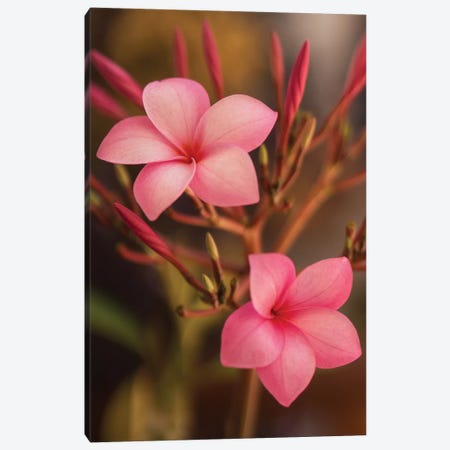 Pink Flowers Canvas Print #ADP3068} by Aged Pixel Canvas Print