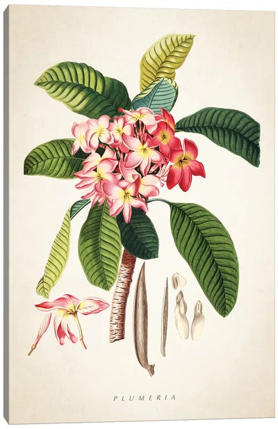 Plumeria Botanical Print Canvas Art Print - Nature Close-Up Art