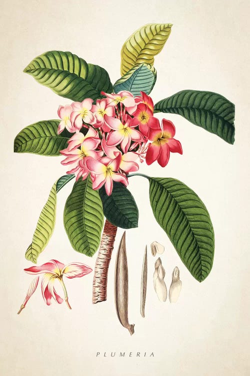 Plumeria Botanical Print