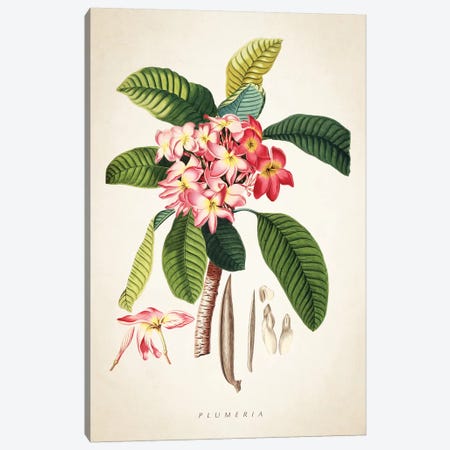 Plumeria Botanical Print Canvas Print #ADP3070} by Aged Pixel Canvas Art