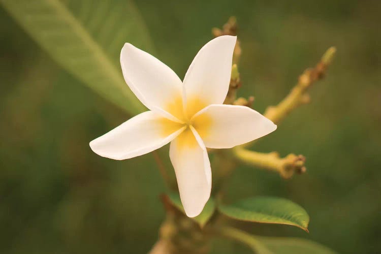 White Flower by Aged Pixel wall art