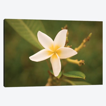 White Flower Canvas Print #ADP3154} by Aged Pixel Canvas Art