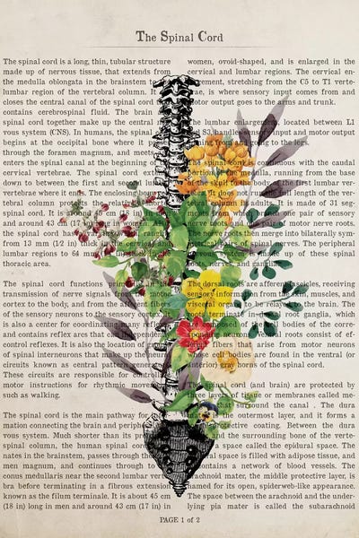 Biology: The Spinal Cord by Aged Pixel