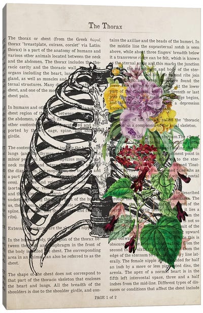 The Thorax Canvas Art Print - Anatomy Art