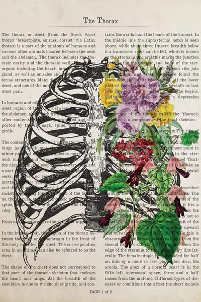 Biology: The Thorax by Aged Pixel