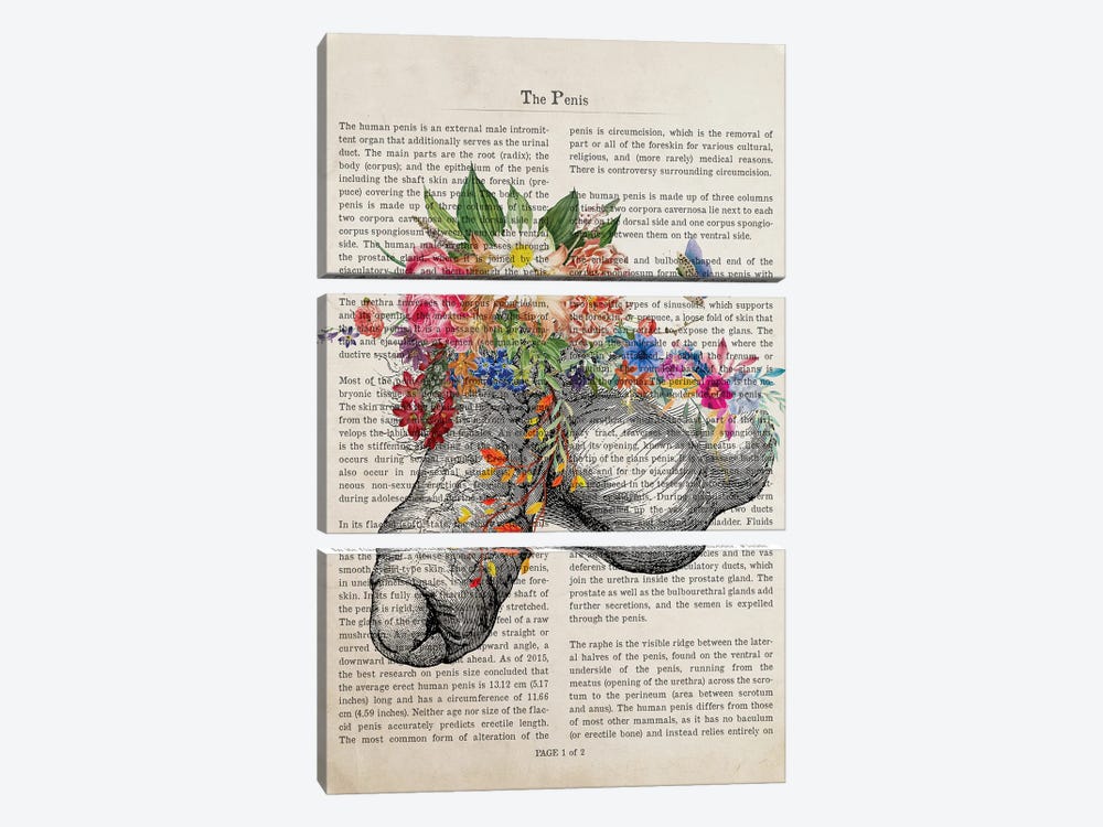Penis Flower Anatomy Print by Aged Pixel 3-piece Canvas Artwork