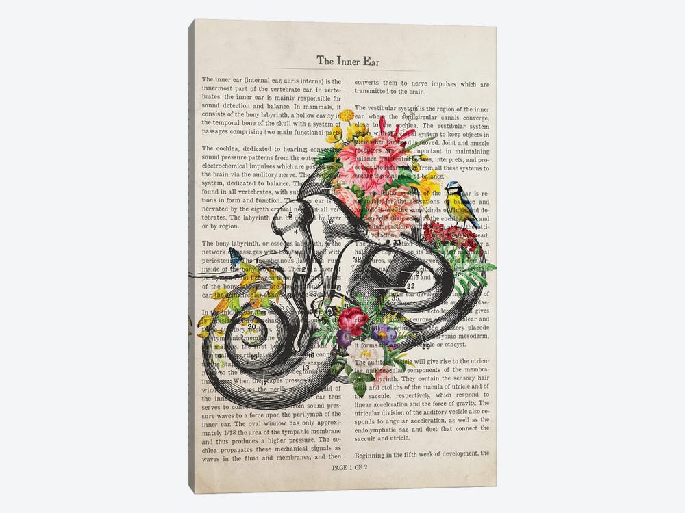 Inner Ear Anatomy Flower Print by Aged Pixel 1-piece Canvas Print