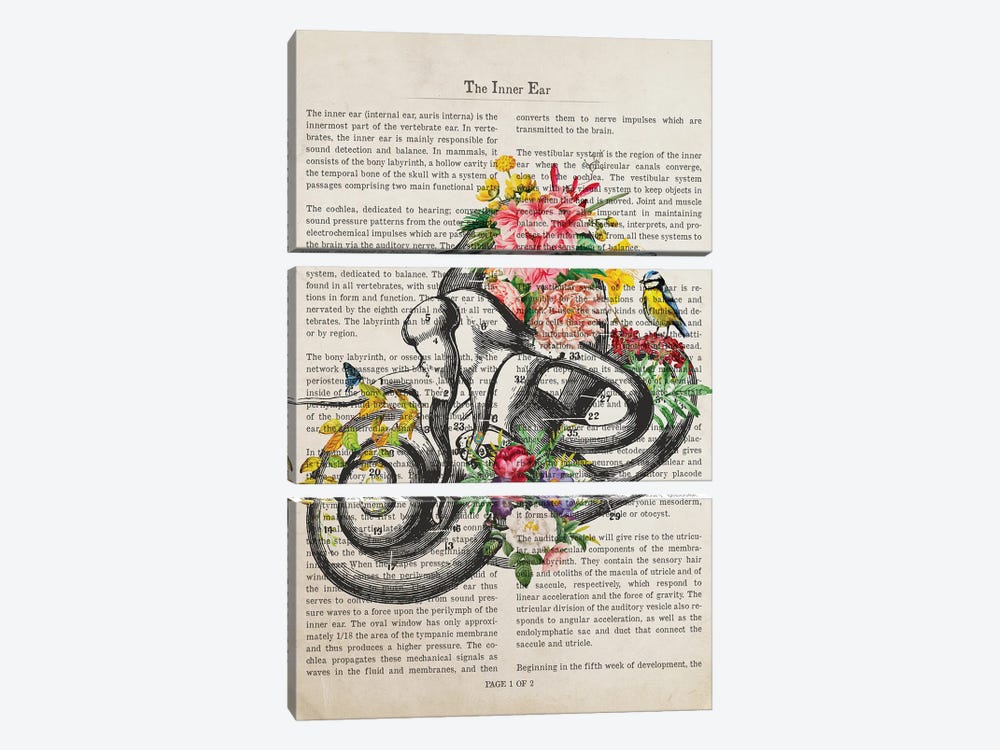 Inner Ear Anatomy Flower Print by Aged Pixel 3-piece Canvas Art Print
