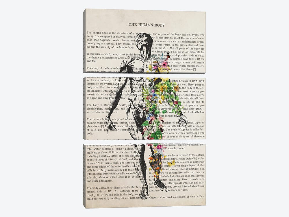 Human Body Anatomy Print by Aged Pixel 3-piece Canvas Wall Art
