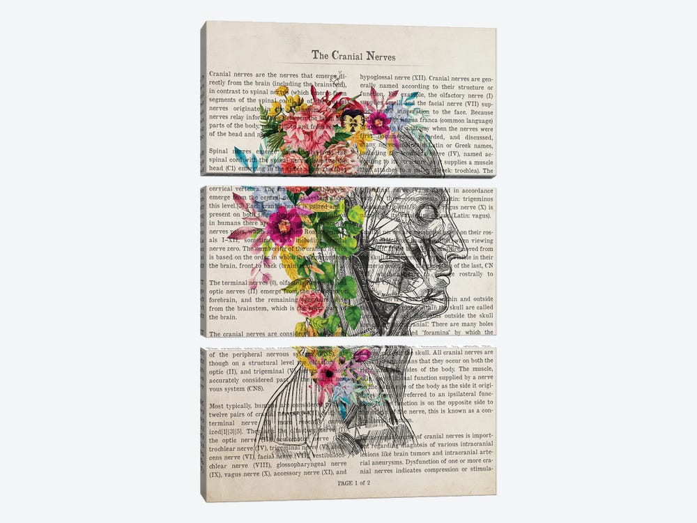 Cranial Nerves Flower Anatomy Print by Aged Pixel 3-piece Art Print