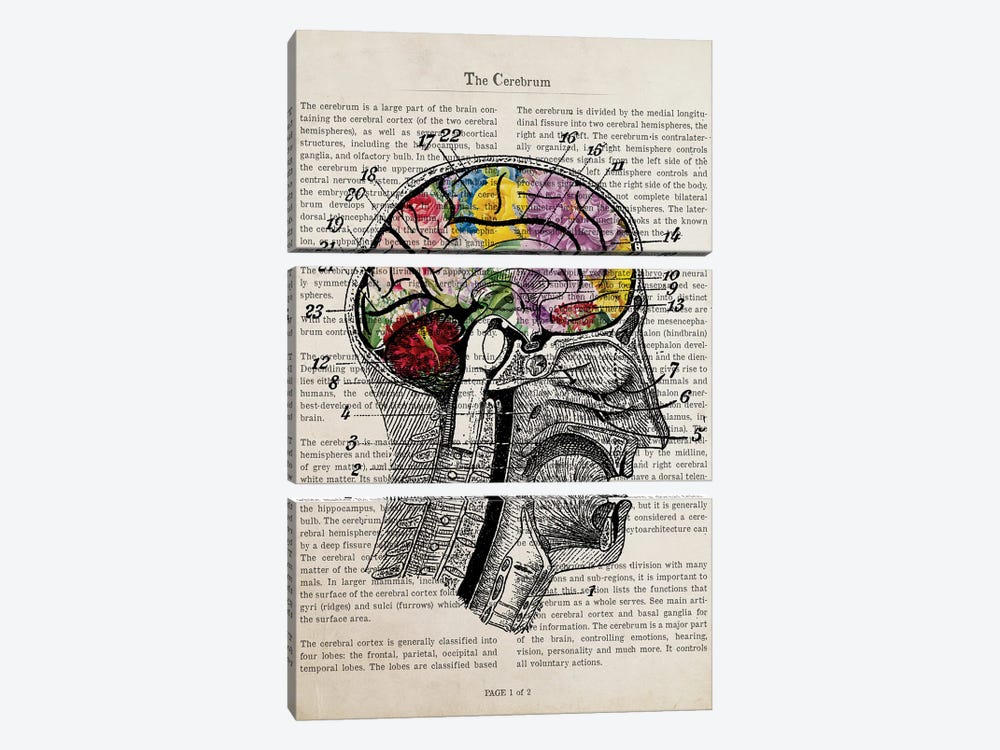 Brain Flower Collage Anatomy Print by Aged Pixel 3-piece Canvas Art Print