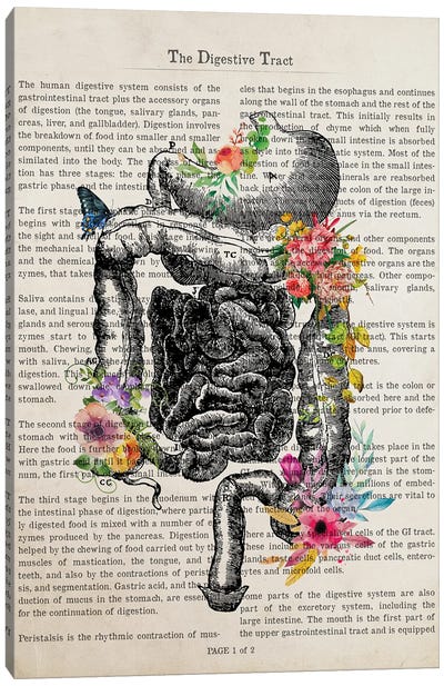 The Digestive Tract Canvas Art Print - Anatomy Art