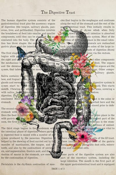 Biology: The Digestive Tract by Aged Pixel