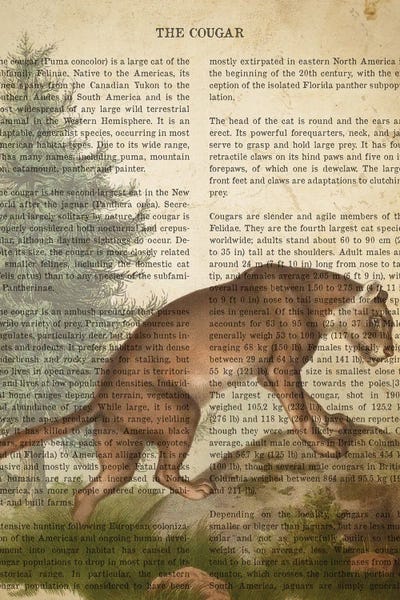 Cougars: Vintage Cougar Print by Aged Pixel