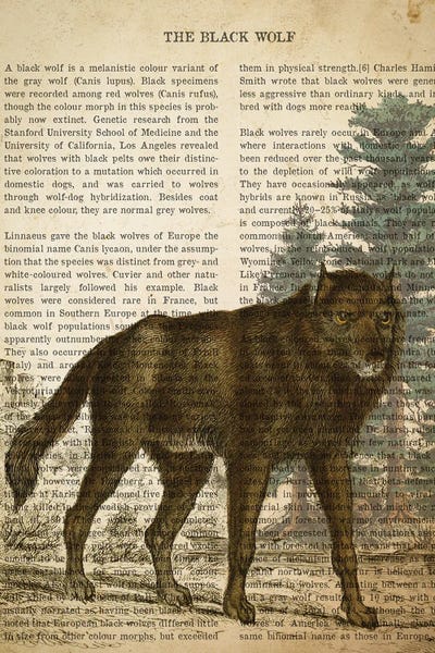 Vintage Animal Illustrations: Vintage Black Wolf Print by Aged Pixel